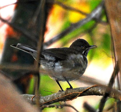 White-throated thrush